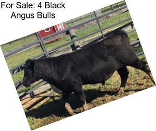 For Sale: 4 Black Angus Bulls