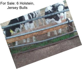 For Sale: 6 Holstein, Jersey Bulls