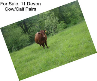 For Sale: 11 Devon Cow/Calf Pairs