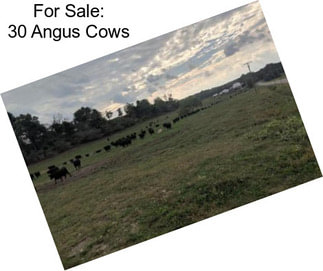 For Sale: 30 Angus Cows