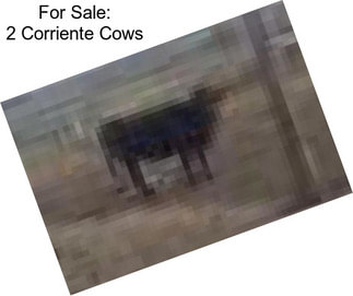 For Sale: 2 Corriente Cows