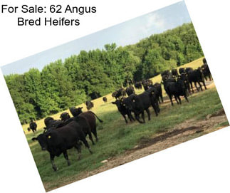 For Sale: 62 Angus Bred Heifers