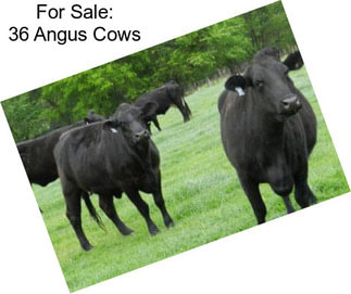 For Sale: 36 Angus Cows