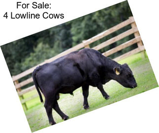 For Sale: 4 Lowline Cows