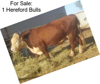 For Sale: 1 Hereford Bulls