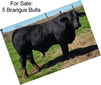 For Sale: 5 Brangus Bulls