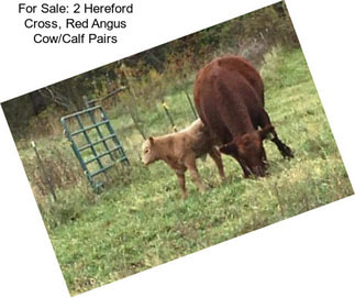 For Sale: 2 Hereford Cross, Red Angus Cow/Calf Pairs