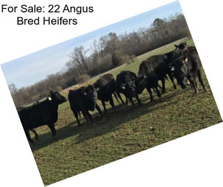 For Sale: 22 Angus Bred Heifers