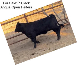 For Sale: 7 Black Angus Open Heifers