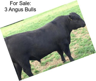 For Sale: 3 Angus Bulls