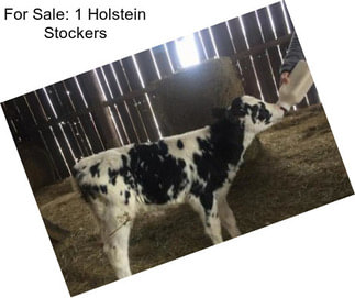 For Sale: 1 Holstein Stockers