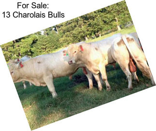 For Sale: 13 Charolais Bulls