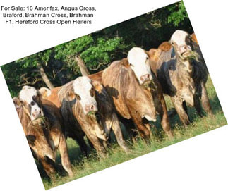 For Sale: 16 Amerifax, Angus Cross, Braford, Brahman Cross, Brahman F1, Hereford Cross Open Heifers