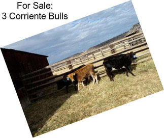 For Sale: 3 Corriente Bulls