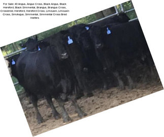 For Sale: 40 Angus, Angus Cross, Black Angus, Black Hereford, Black Simmental, Brangus, Brangus Cross, Crossbred, Hereford, Hereford Cross, Limousin, Limousin Cross, SimAngus, Simmental, Simmental Cross Bred Heifers