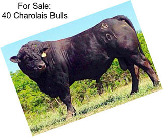 For Sale: 40 Charolais Bulls