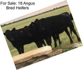 For Sale: 18 Angus Bred Heifers