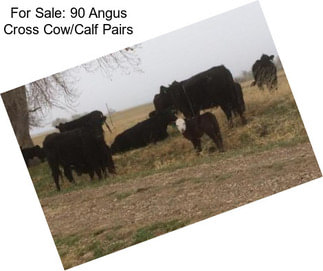 For Sale: 90 Angus Cross Cow/Calf Pairs