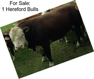 For Sale: 1 Hereford Bulls