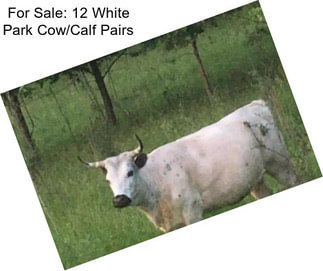 For Sale: 12 White Park Cow/Calf Pairs