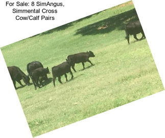 For Sale: 8 SimAngus, Simmental Cross Cow/Calf Pairs