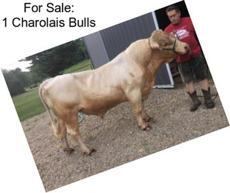 For Sale: 1 Charolais Bulls