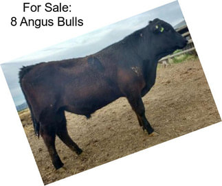 For Sale: 8 Angus Bulls