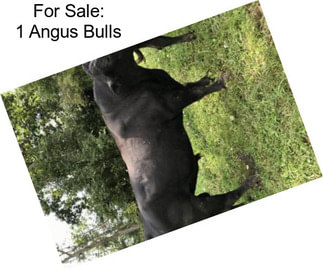 For Sale: 1 Angus Bulls