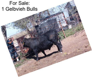 For Sale: 1 Gelbvieh Bulls