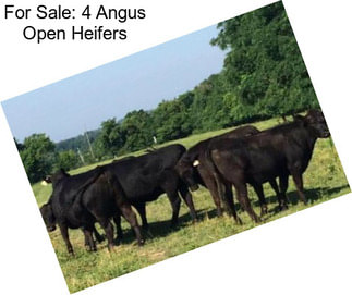 For Sale: 4 Angus Open Heifers