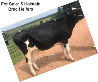 For Sale: 5 Holstein Bred Heifers