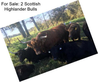 For Sale: 2 Scottish Highlander Bulls