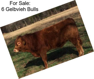 For Sale: 6 Gelbvieh Bulls