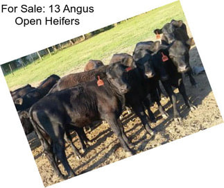 For Sale: 13 Angus Open Heifers