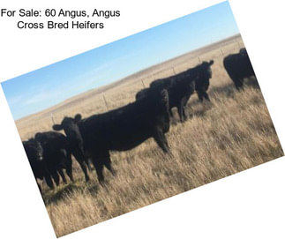 For Sale: 60 Angus, Angus Cross Bred Heifers