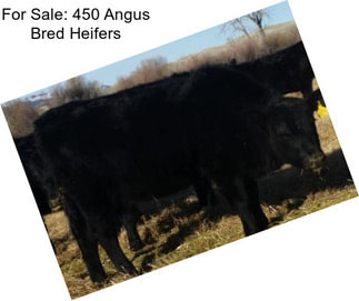 For Sale: 450 Angus Bred Heifers