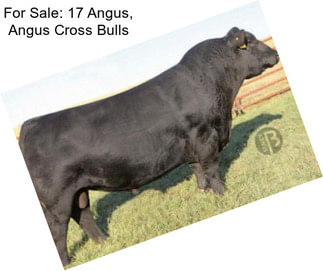 For Sale: 17 Angus, Angus Cross Bulls