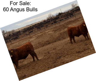 For Sale: 60 Angus Bulls