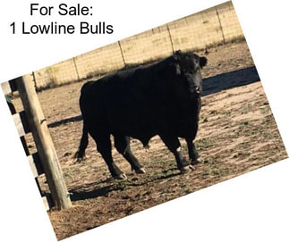 For Sale: 1 Lowline Bulls