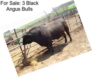 For Sale: 3 Black Angus Bulls