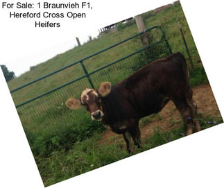 For Sale: 1 Braunvieh F1, Hereford Cross Open Heifers