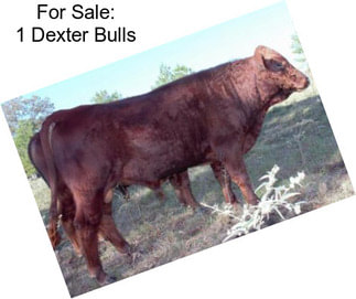 For Sale: 1 Dexter Bulls