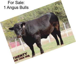 For Sale: 1 Angus Bulls