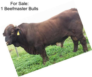 For Sale: 1 Beefmaster Bulls