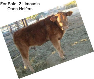 For Sale: 2 Limousin Open Heifers