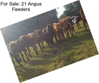 For Sale: 21 Angus Feeders