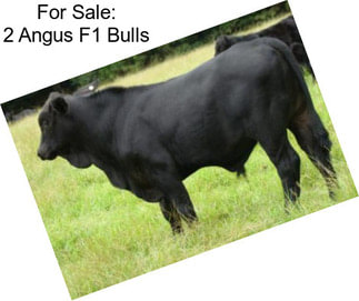 For Sale: 2 Angus F1 Bulls