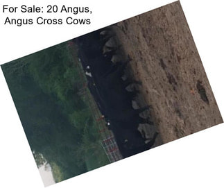 For Sale: 20 Angus, Angus Cross Cows