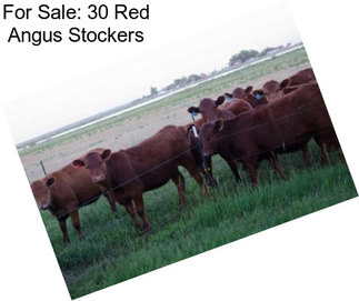 For Sale: 30 Red Angus Stockers