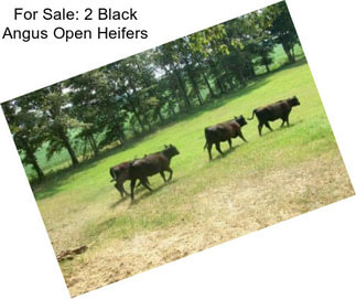 For Sale: 2 Black Angus Open Heifers
